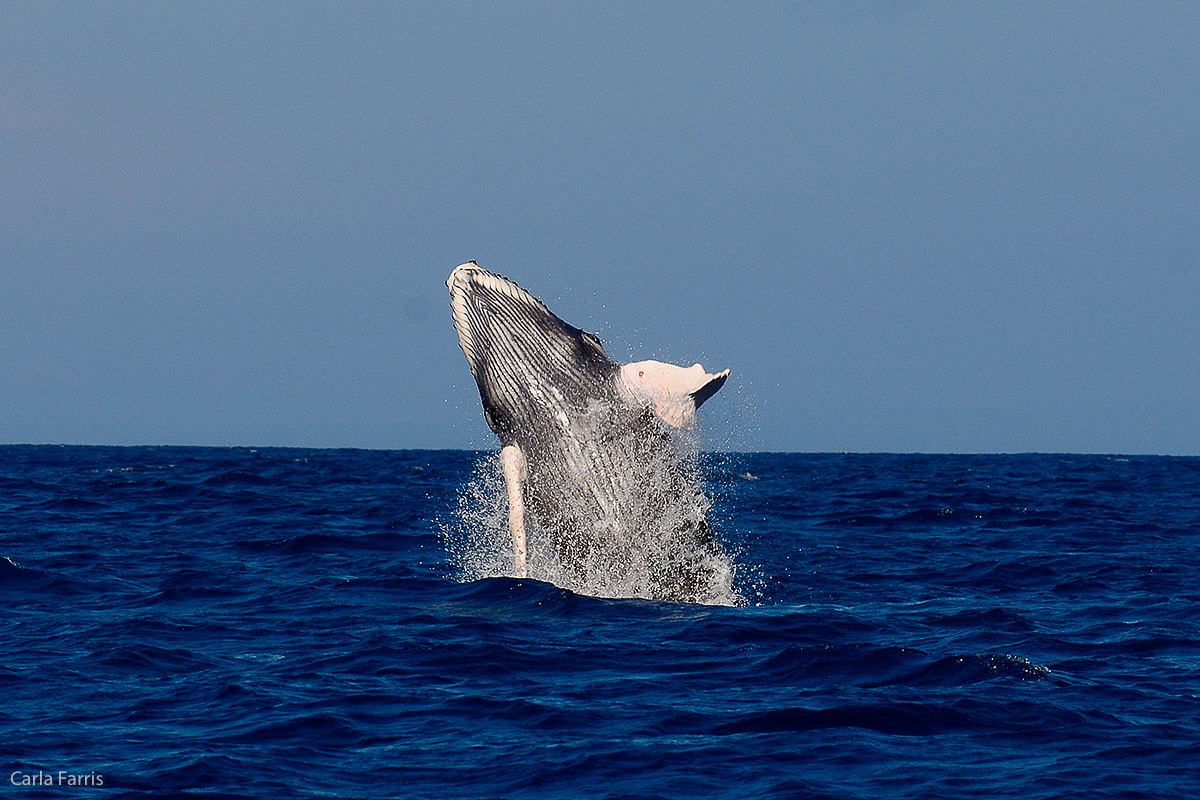 Humpback Whales