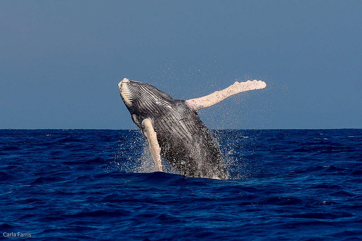 Humpback Whales