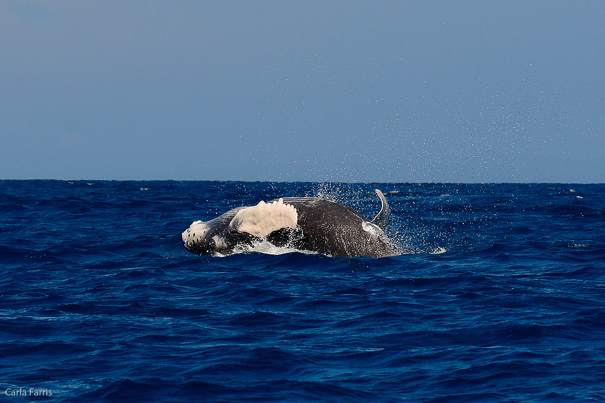 Humpback Whales