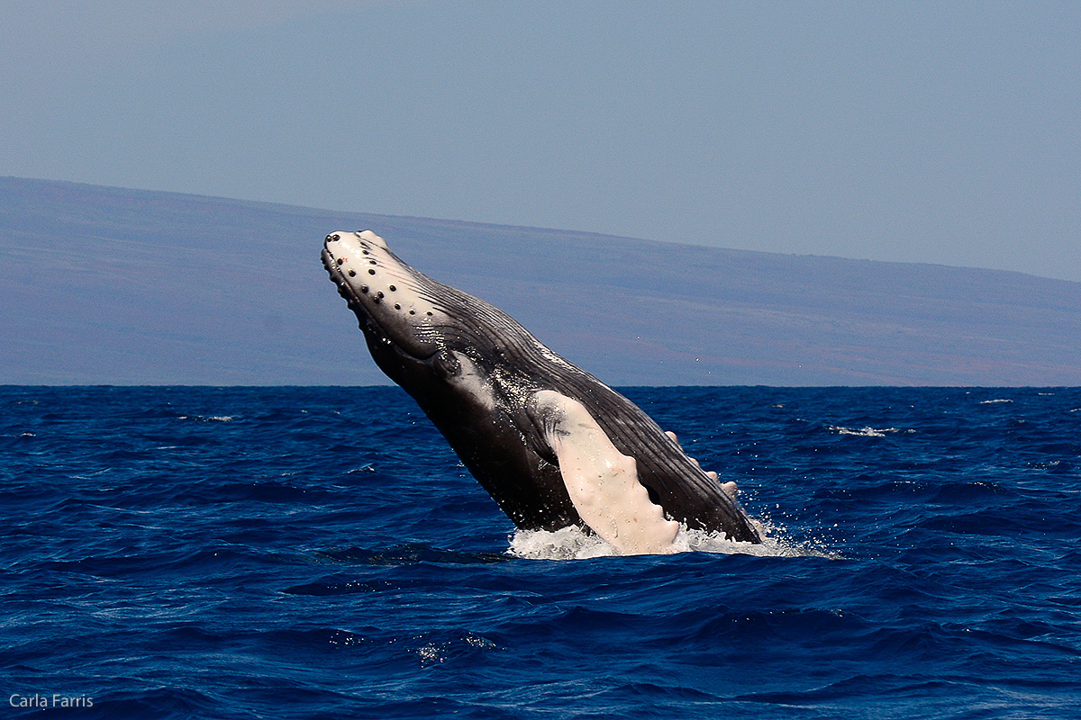 Humpback Whales