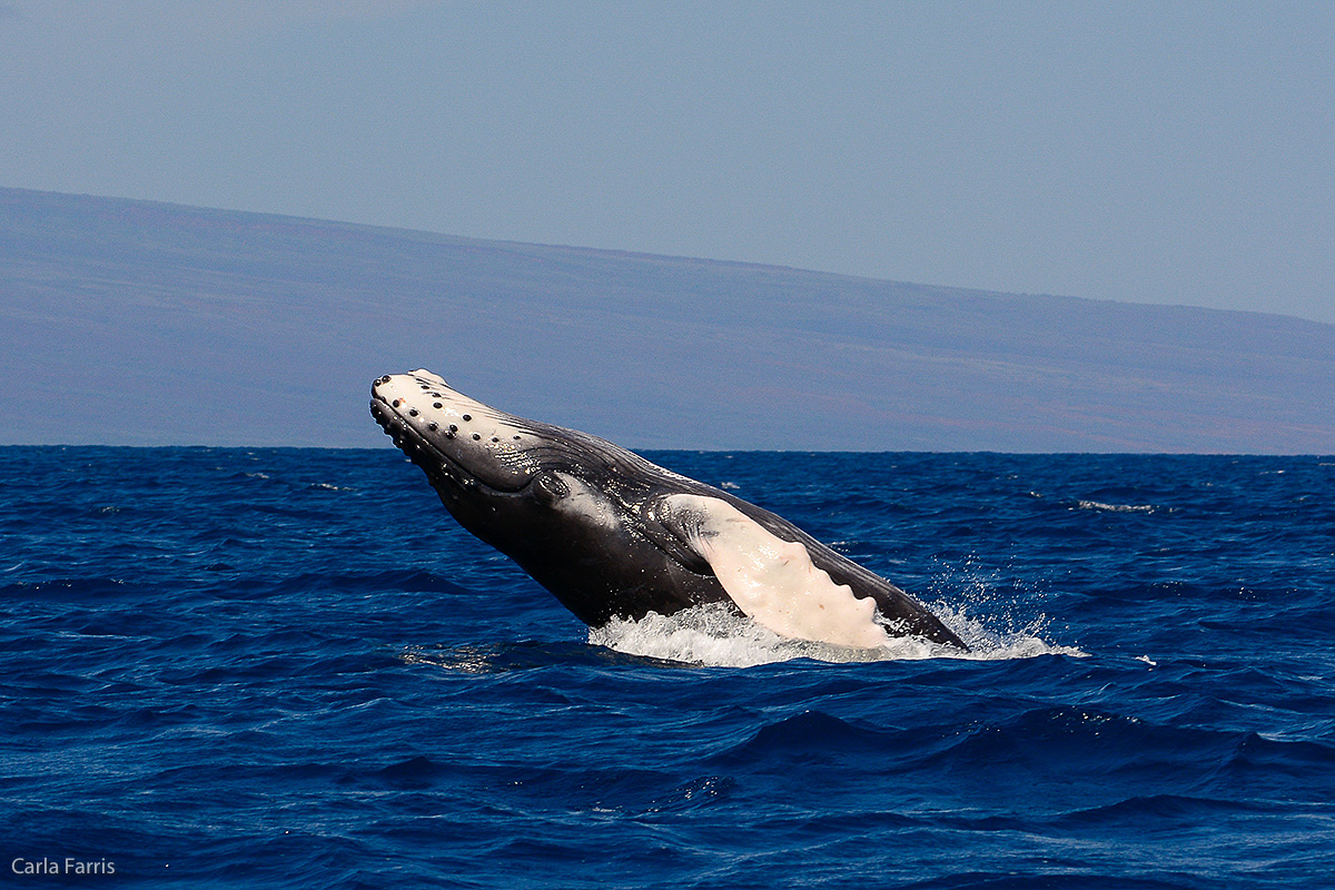 Humpback Whales