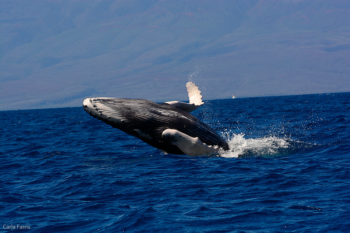 Humpback Whales