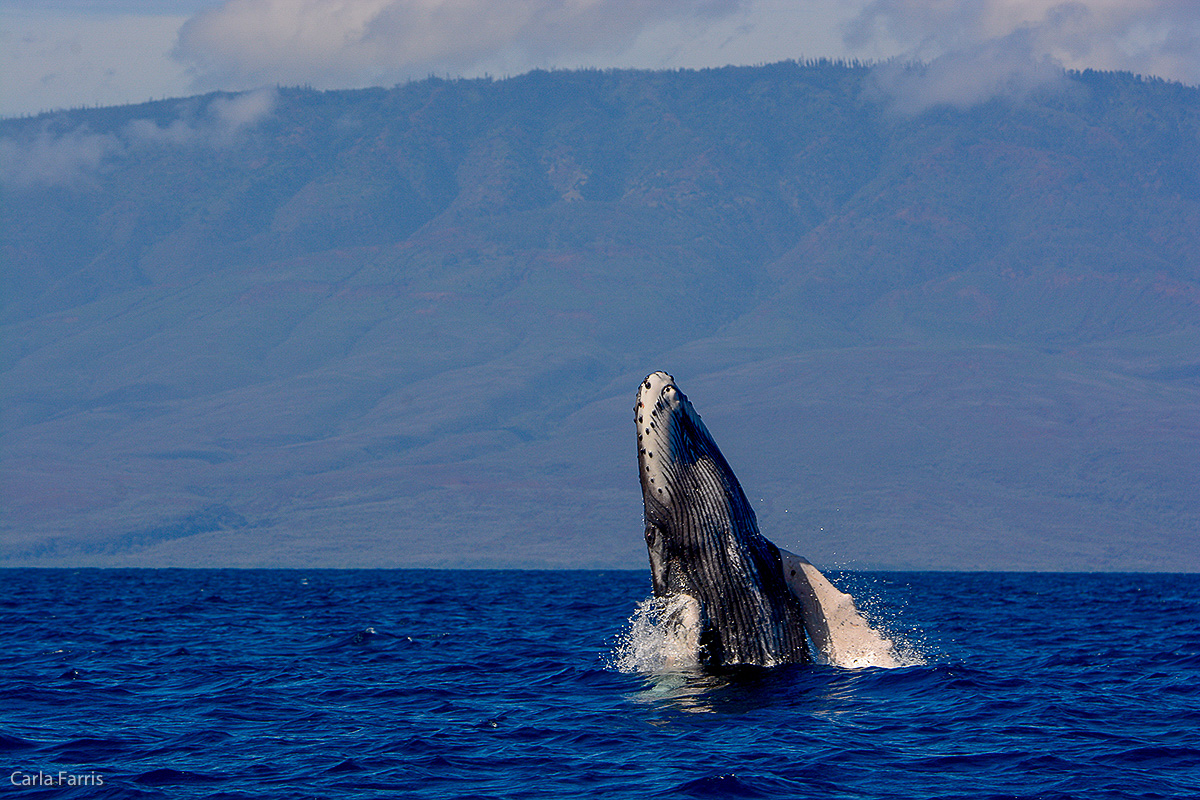 Humpback Whales