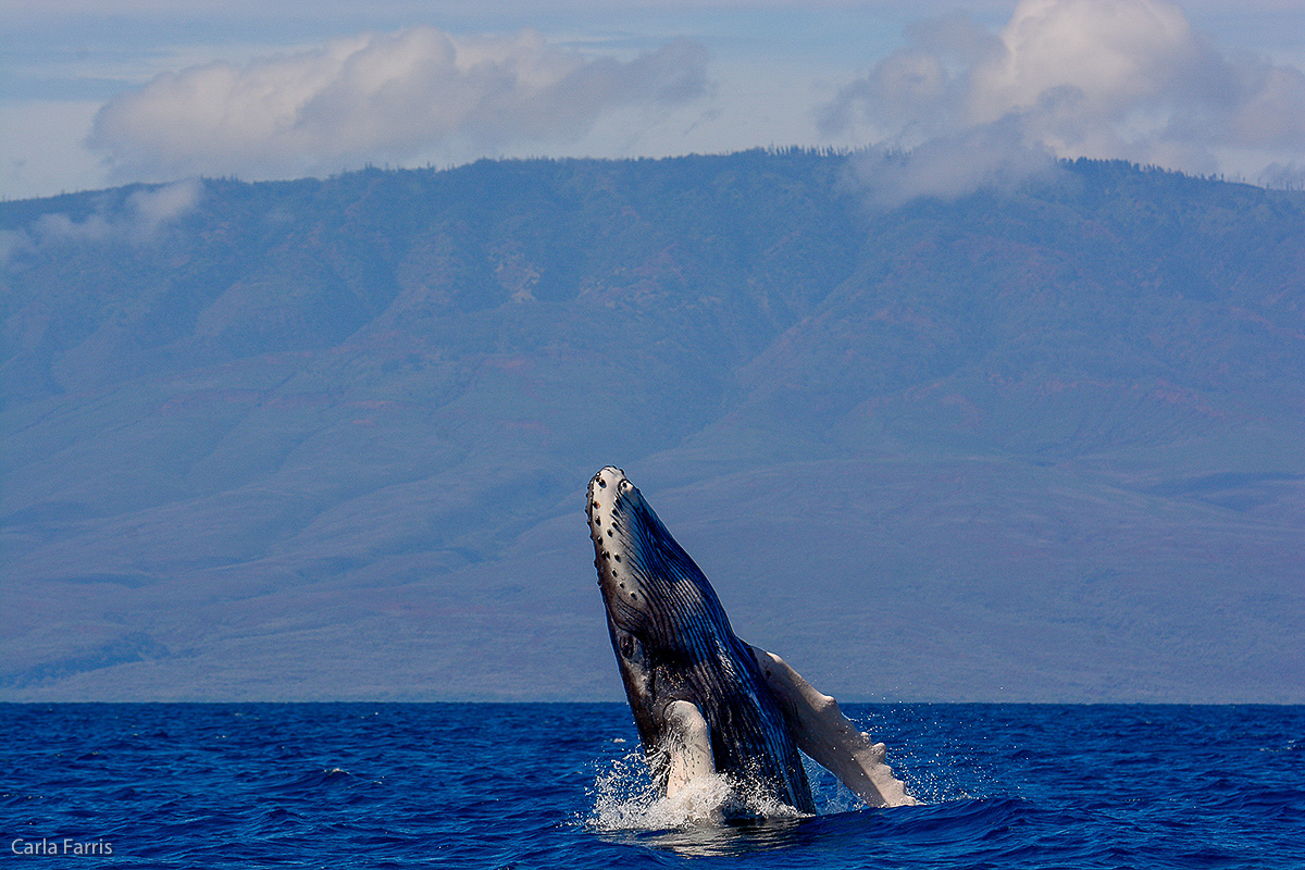 Humpback Whales