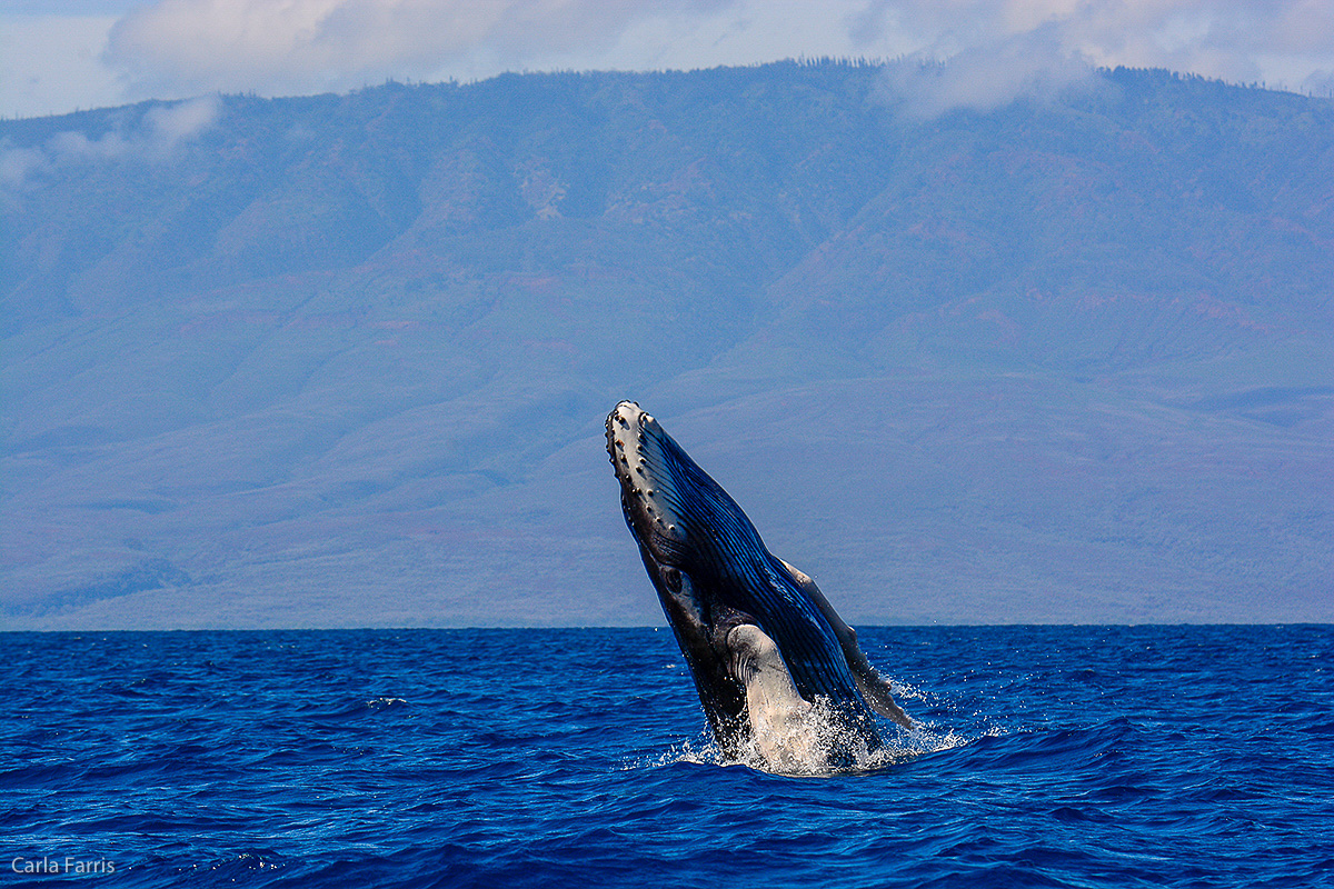 Humpback Whales