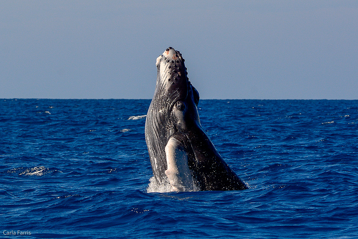 Humpback Whales