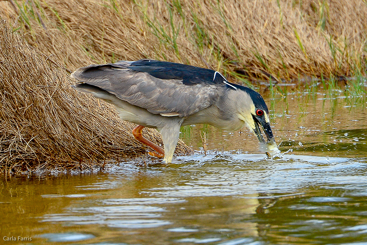 Black Crowned Night Heron 