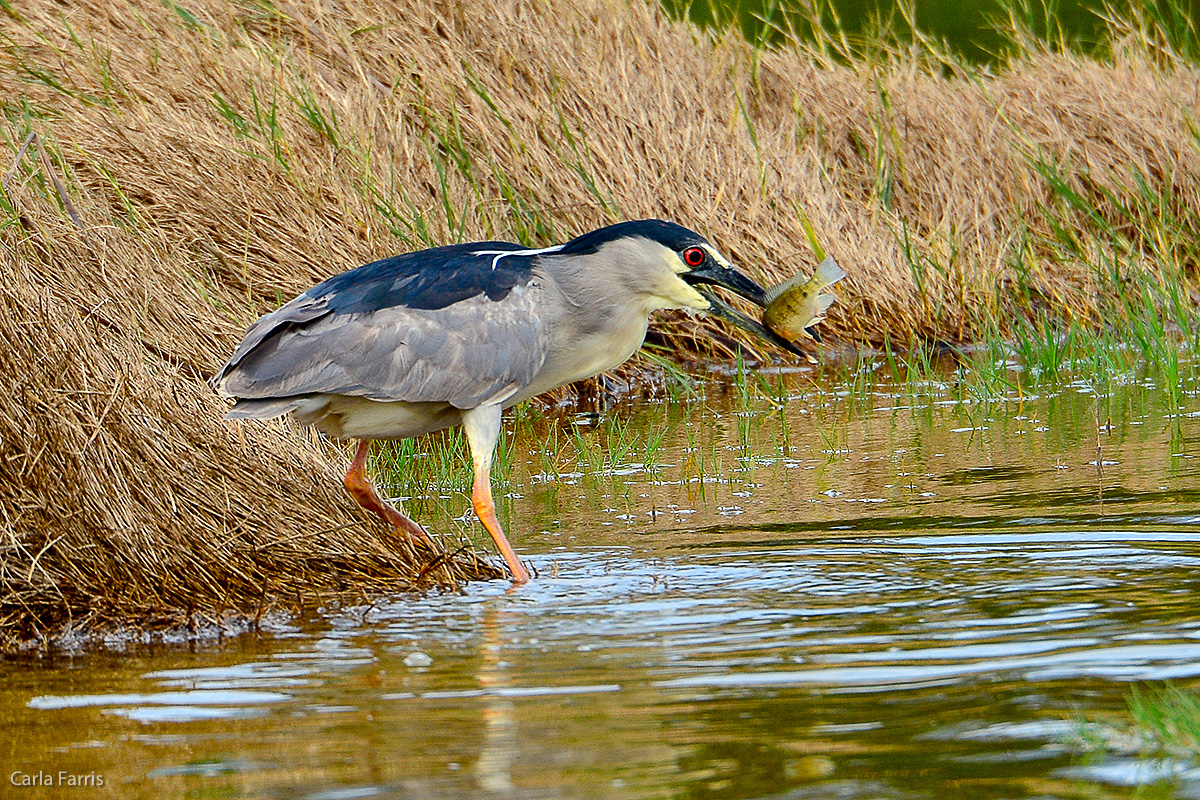 Black Crowned Night Heron 