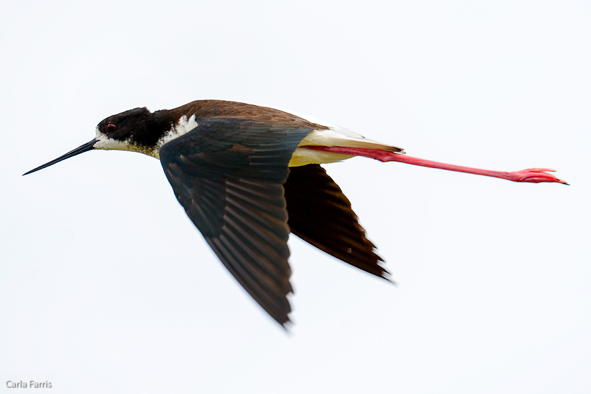 Hawaiian Stilt