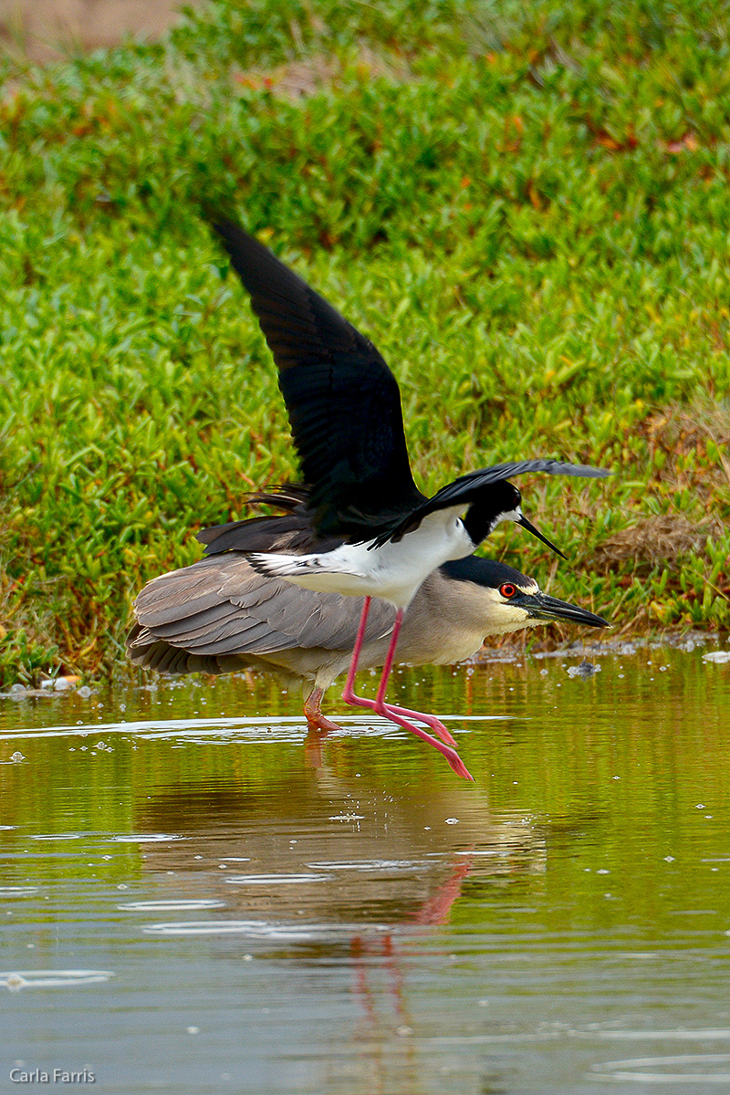 Hawaiian Stilt Near miss with Black Crowned Night Heron