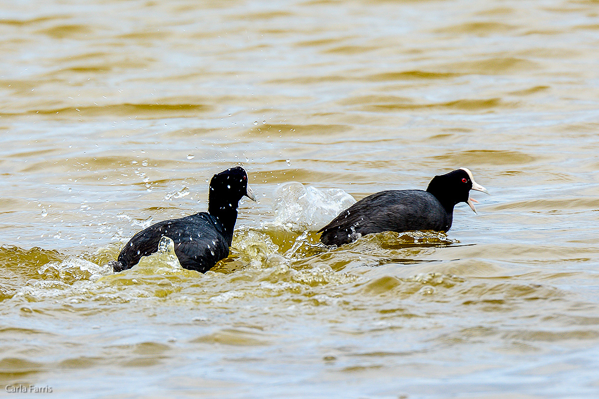 Hawaiian Coot