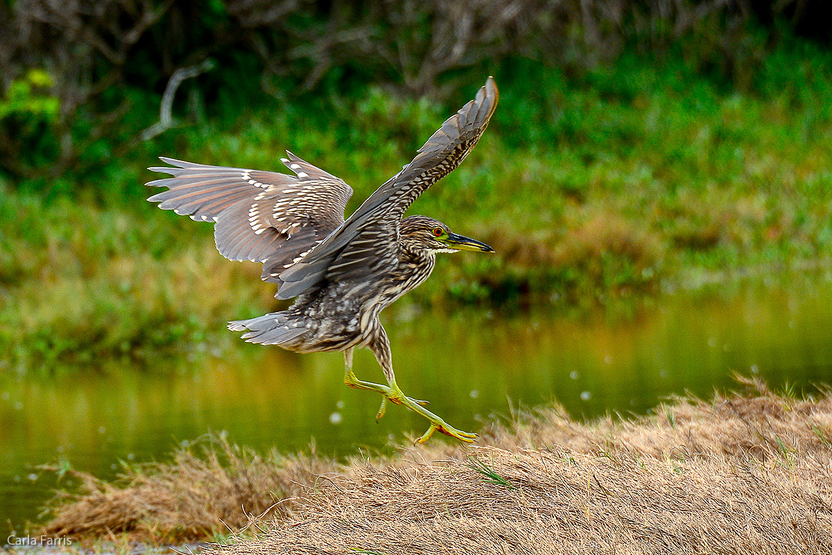 Black Crowned Night Heron 