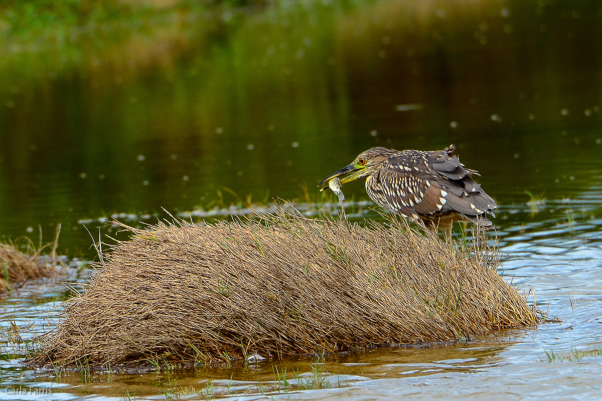 Black Crowned Night Heron 