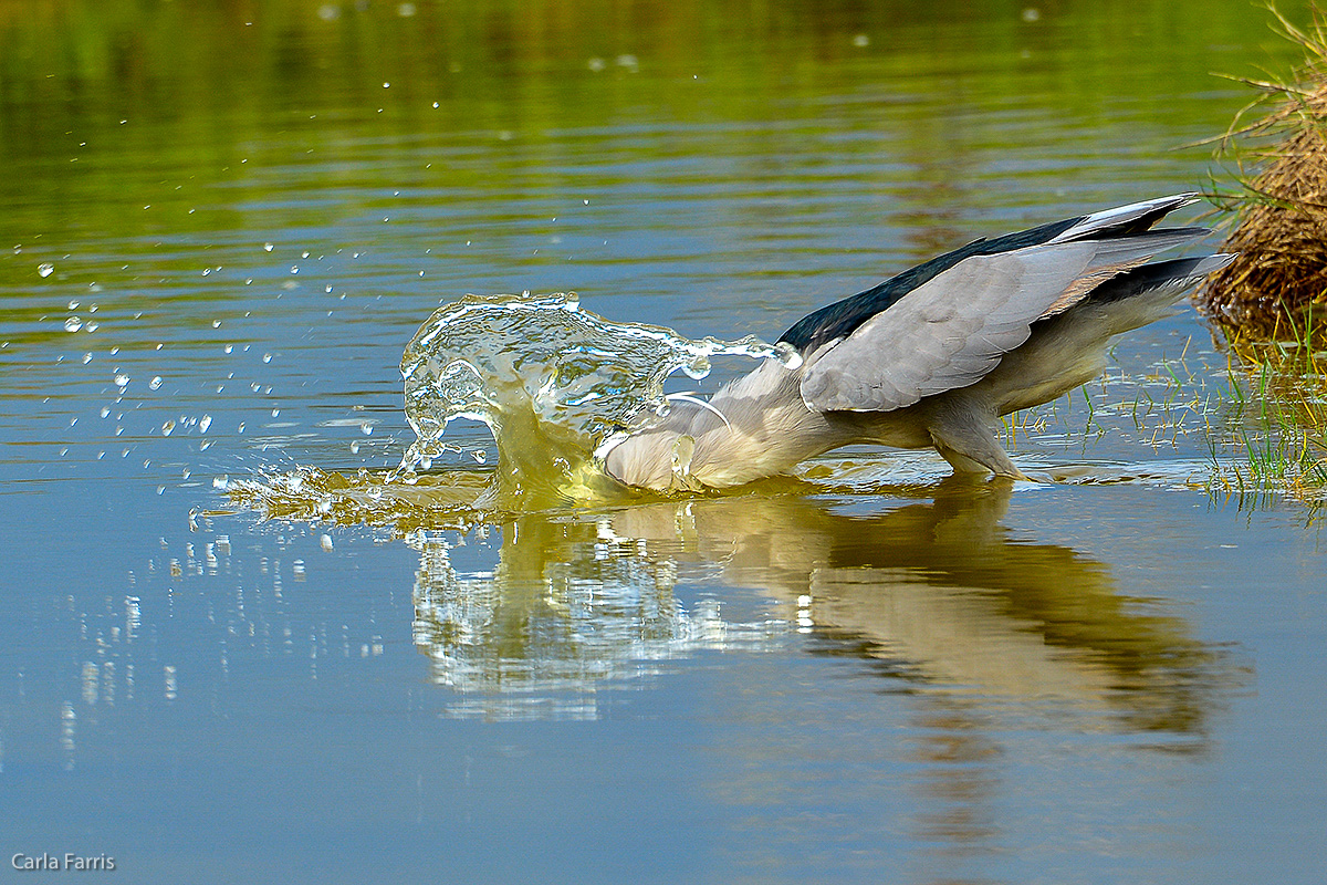 Black Crowned Night Heron 