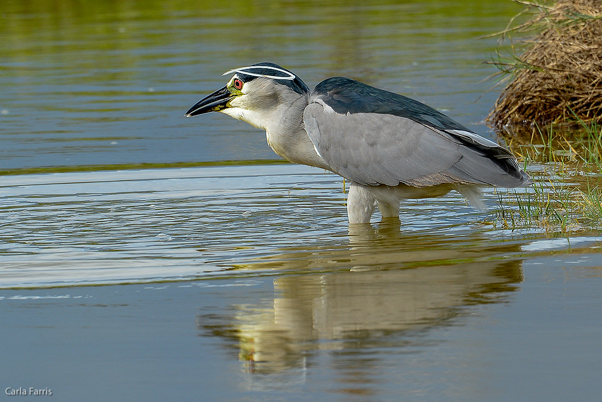 Black Crowned Night Heron 