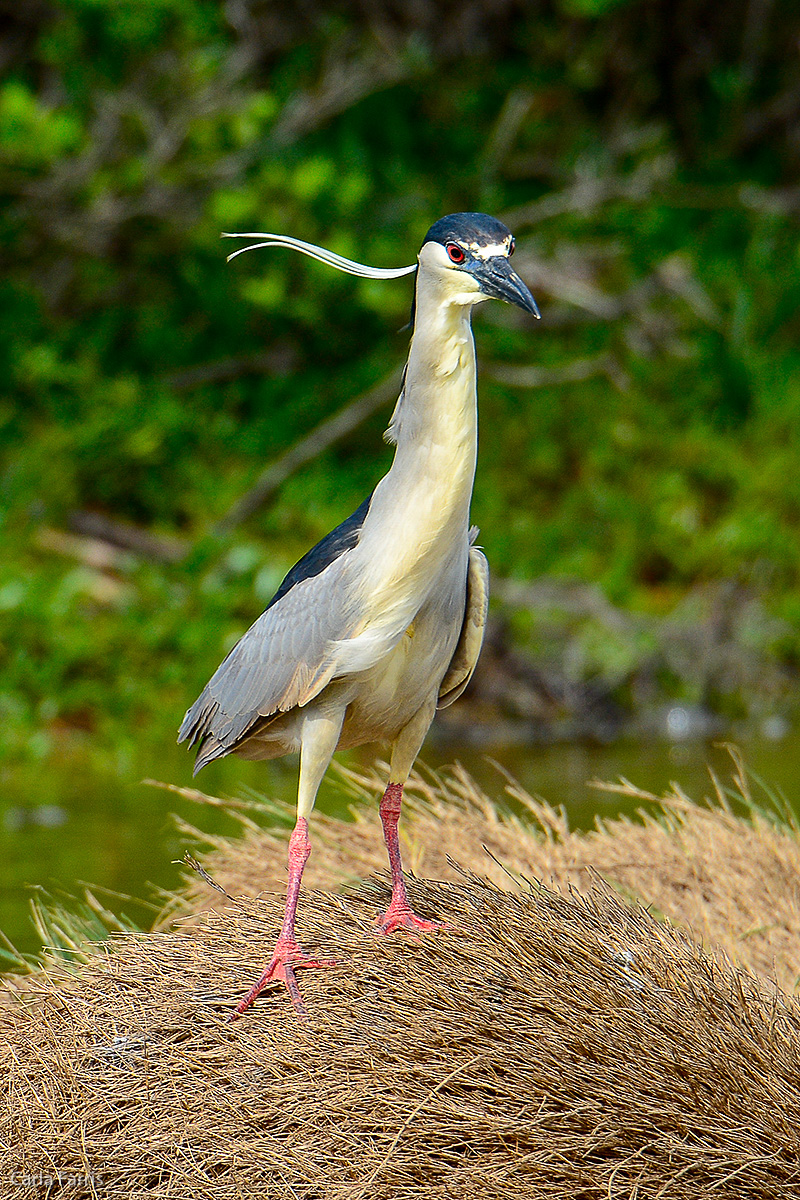 Black Crowned Night Heron 