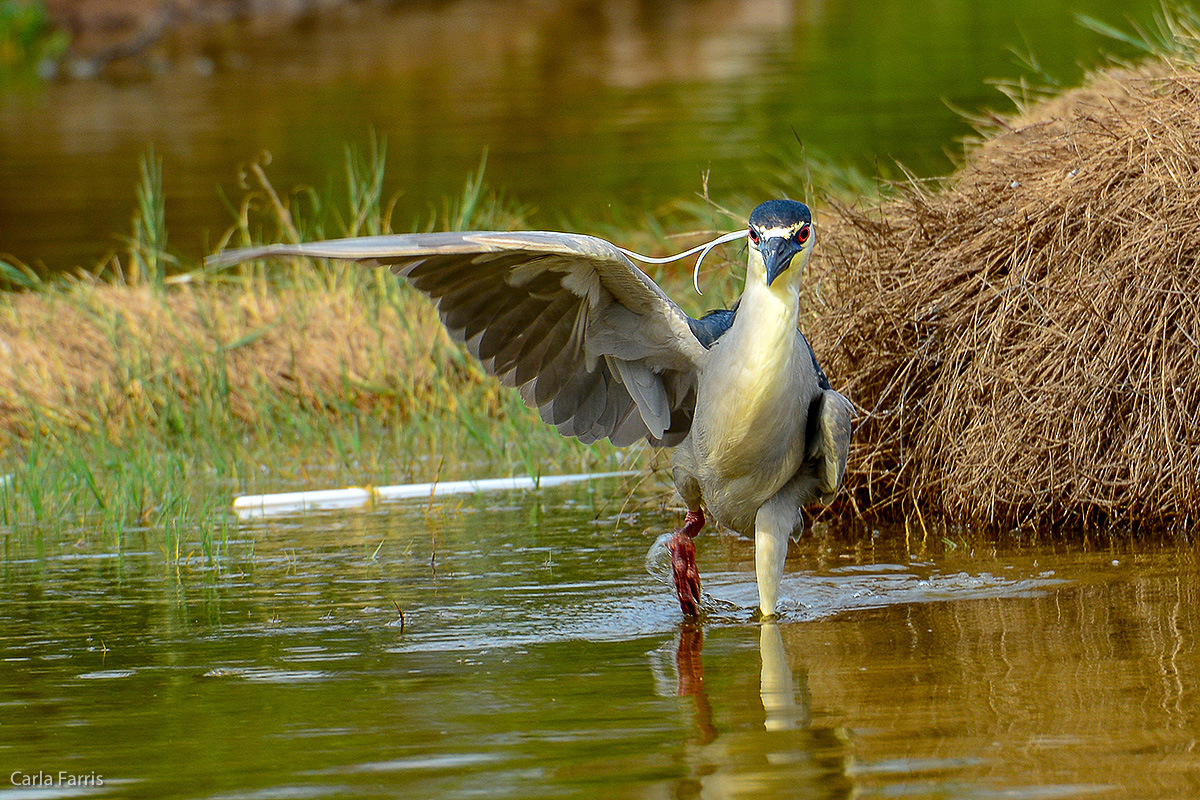 Black Crowned Night Heron 