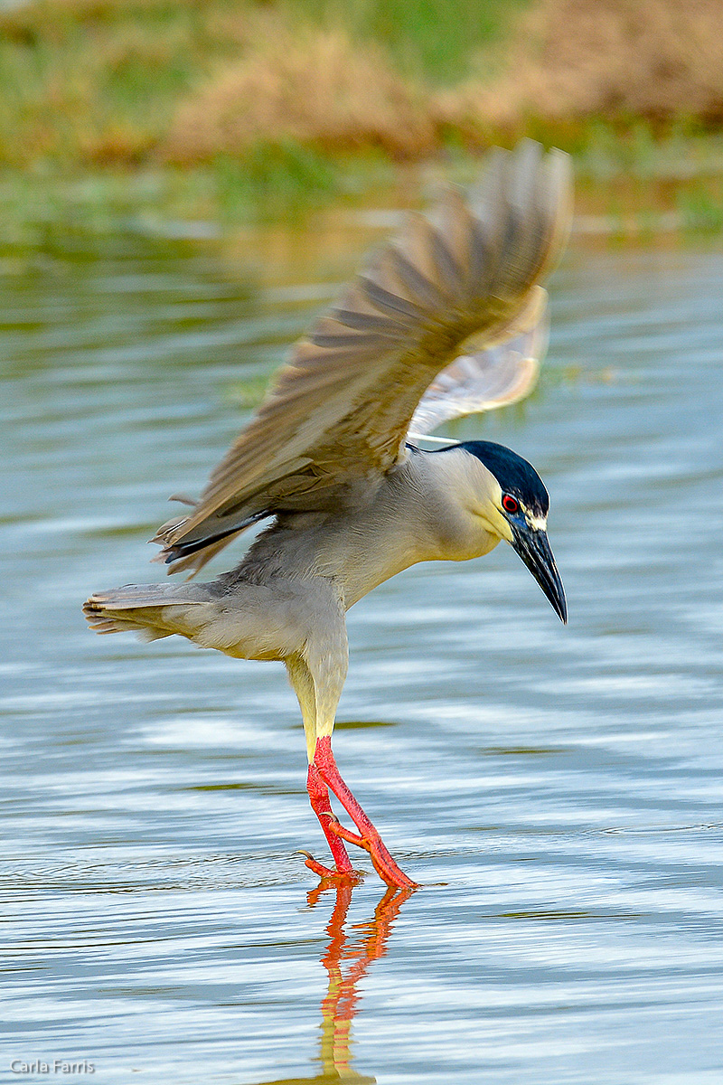 Black Crowned Night Heron 