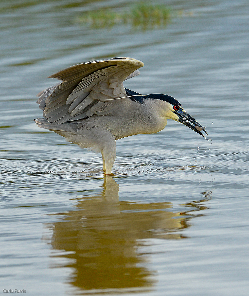 Black Crowned Night Heron 