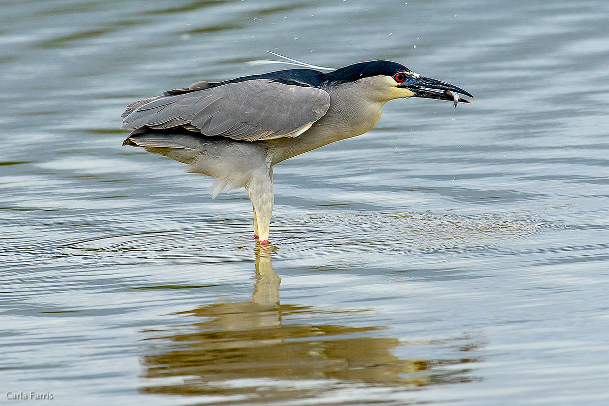 Black Crowned Night Heron 