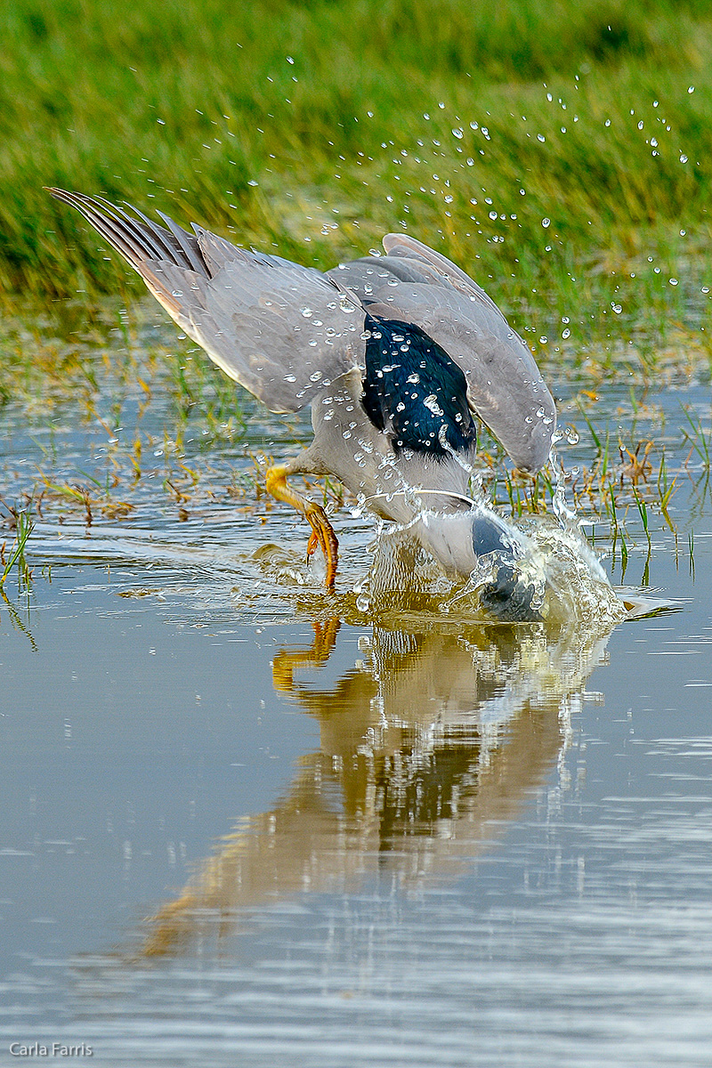 Black Crowned Night Heron 