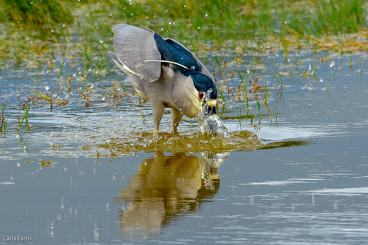 Black Crowned Night Heron 