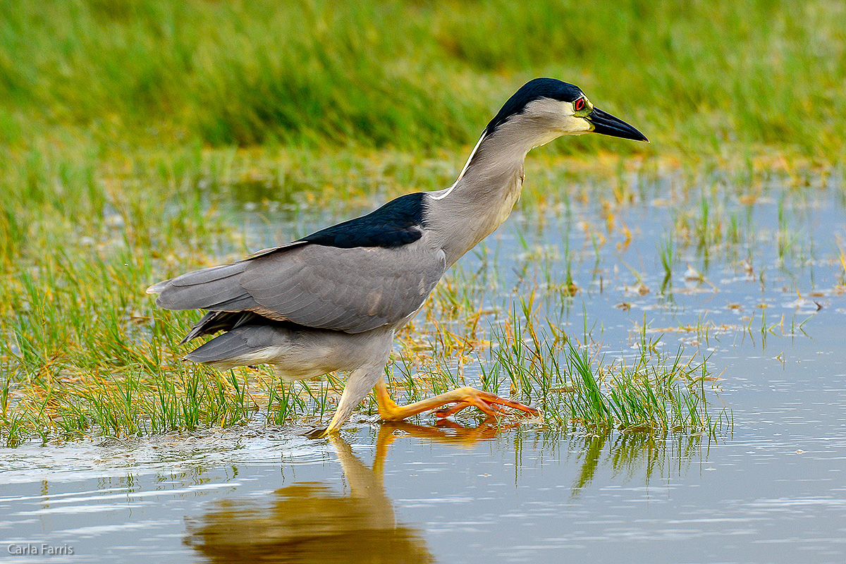 Black Crowned Night Heron 