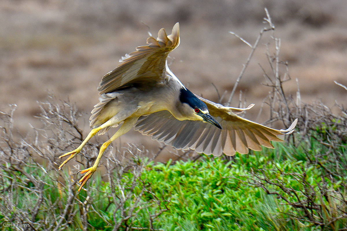 Black Crowned Night Heron 