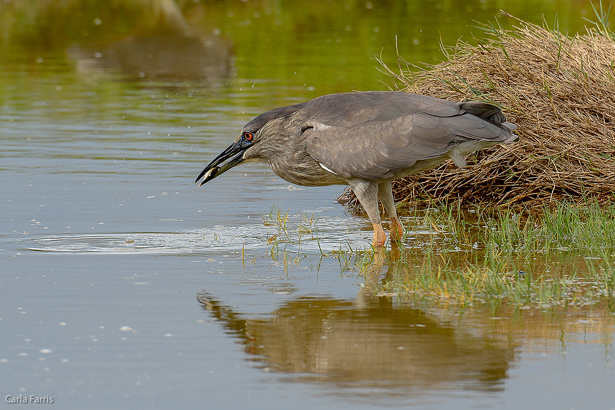 Black Crowned Night Heron 