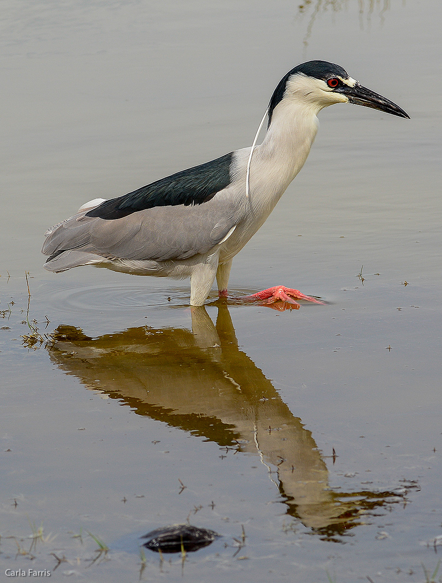 Black Crowned Night Heron 