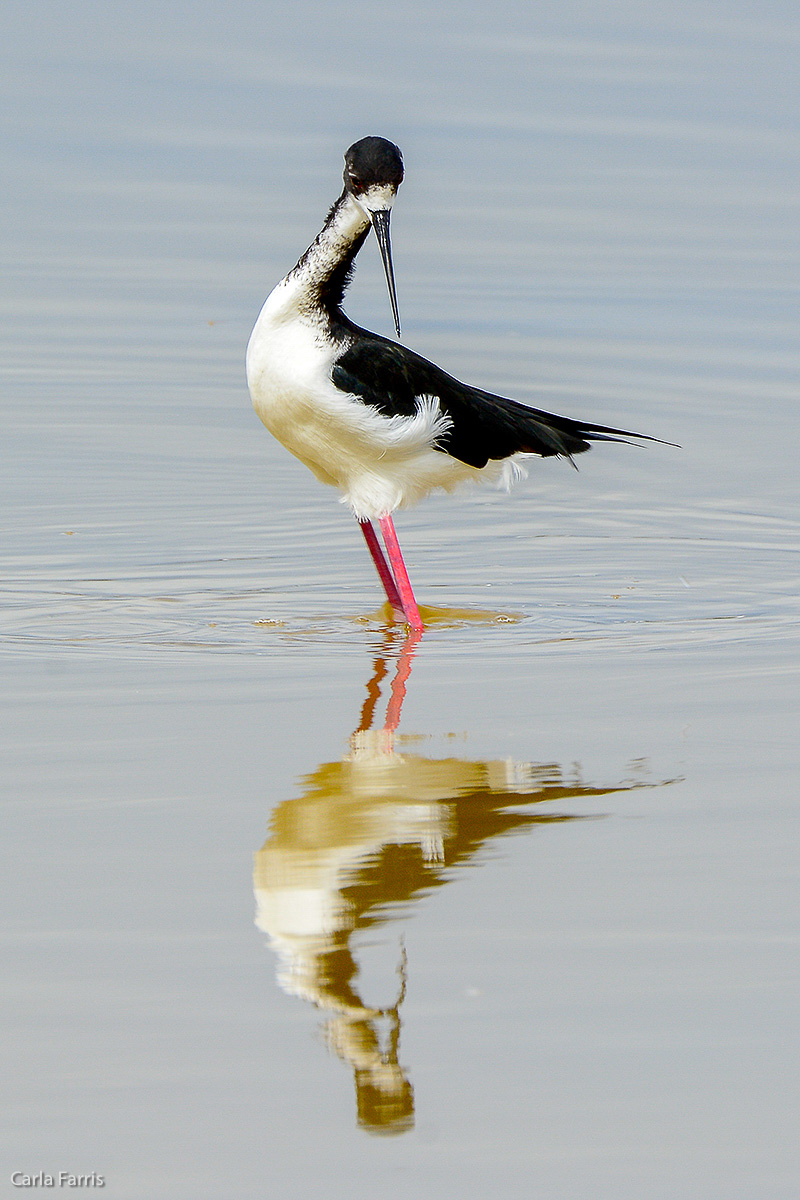 Hawaiian Stilt