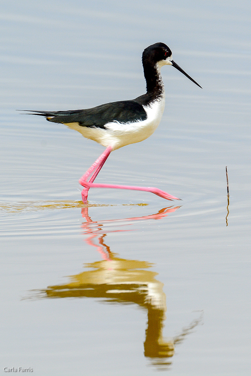 Hawaiian Stilt