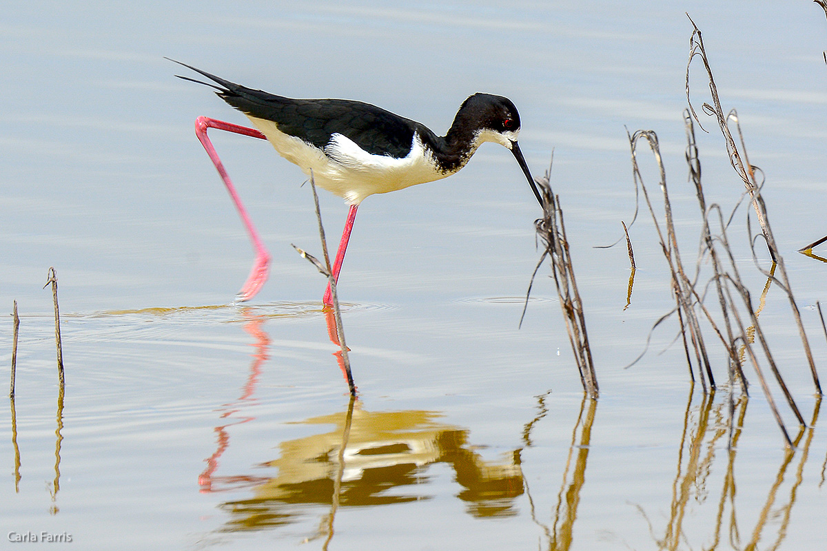 Hawaiian Stilt