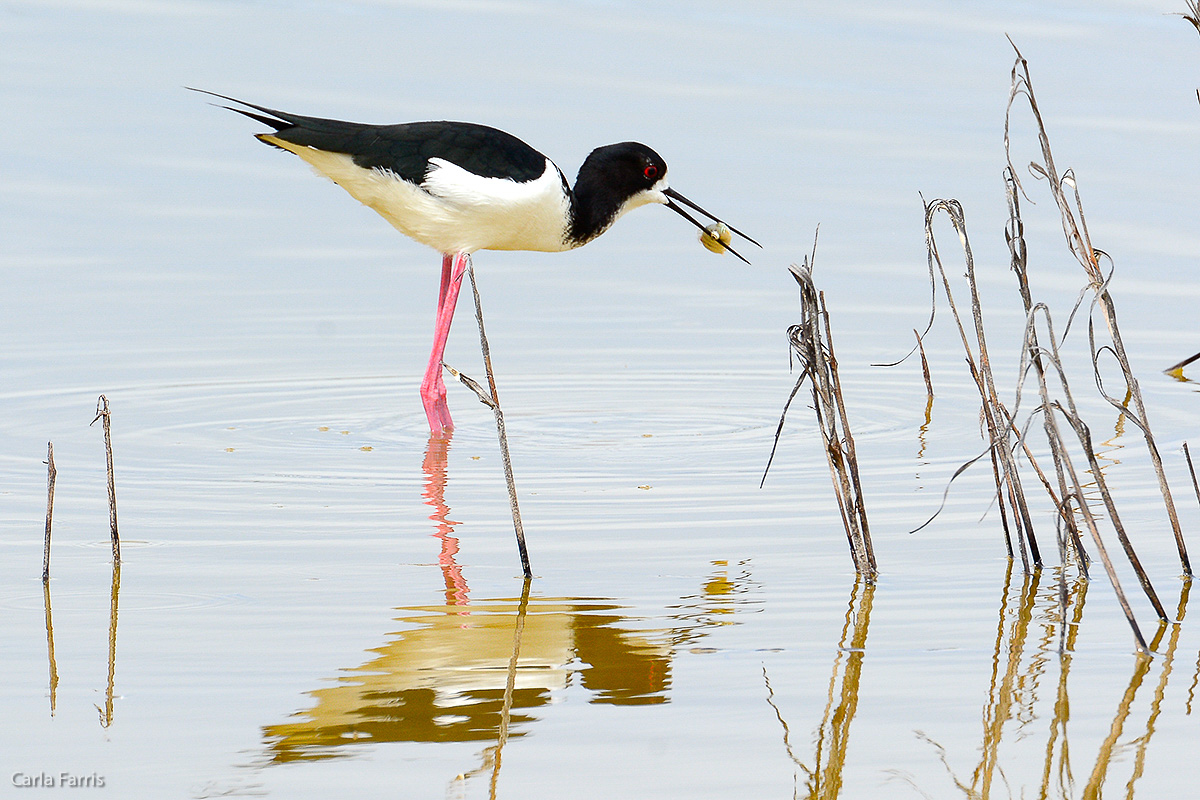 Hawaiian Stilt