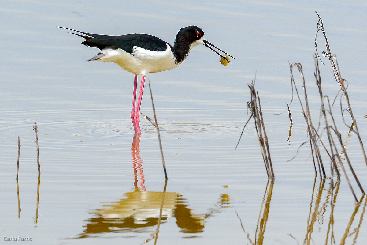 Hawaiian Stilt