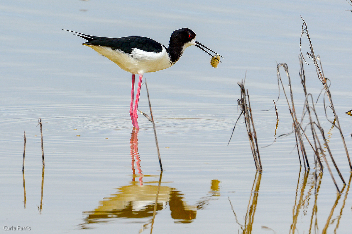 Hawaiian Stilt