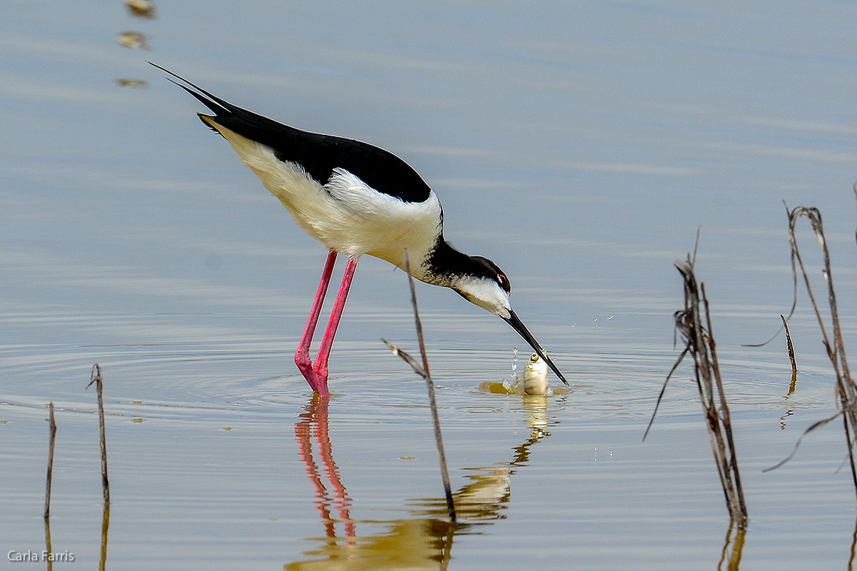 Hawaiian Stilt