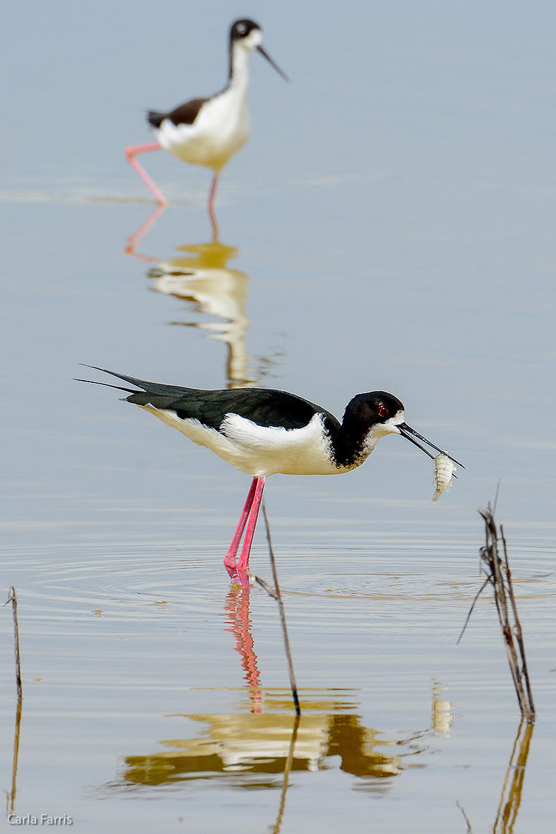 Hawaiian Stilt