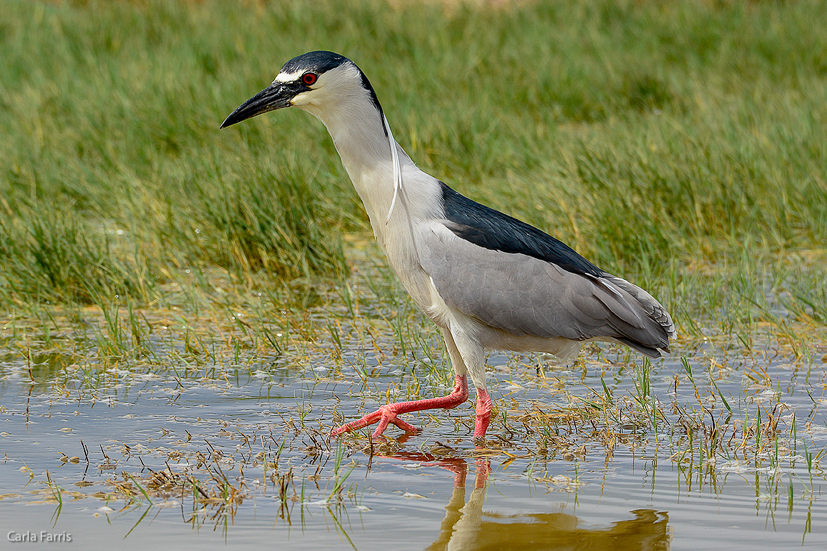 Black Crowned Night Heron 