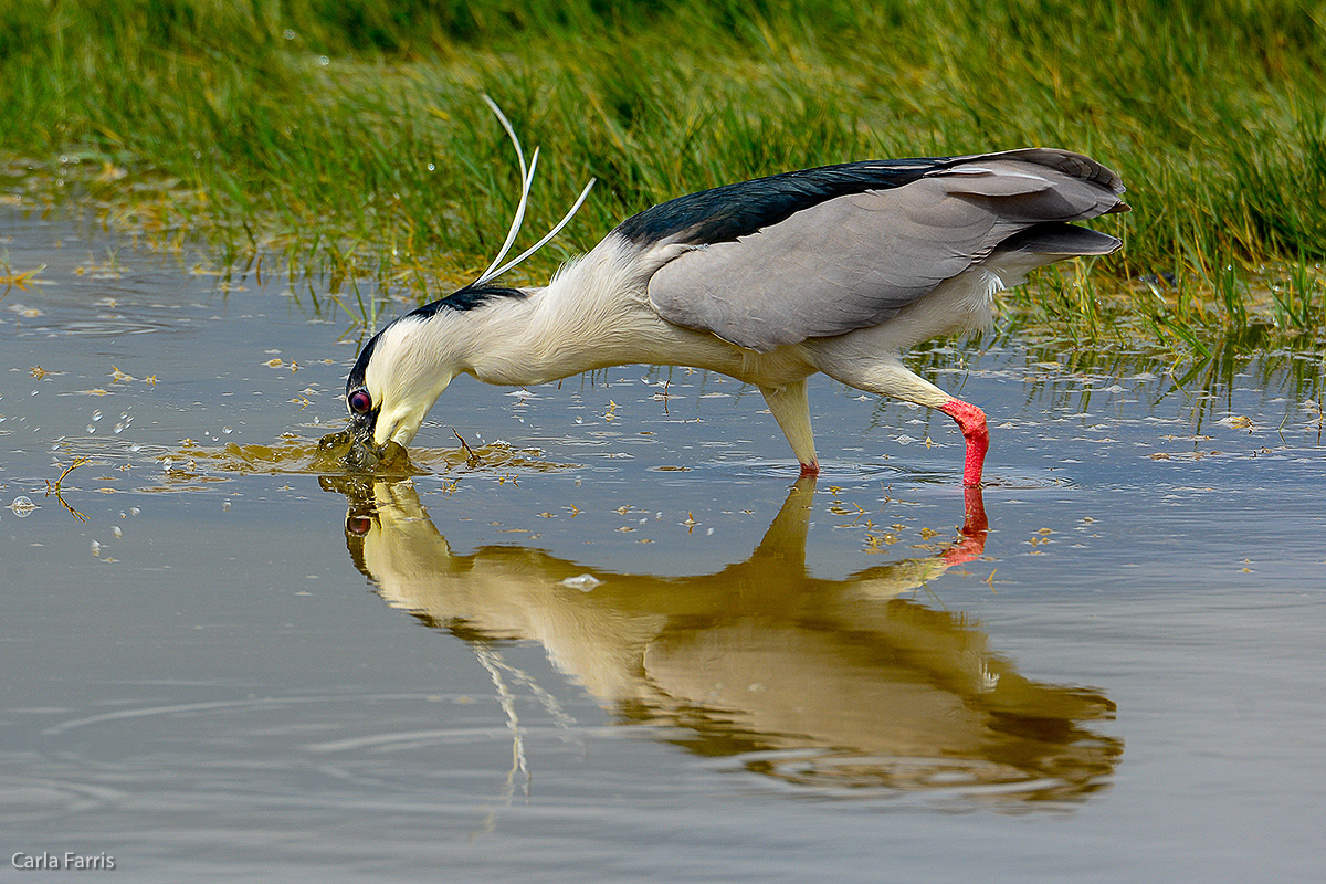 Black Crowned Night Heron 