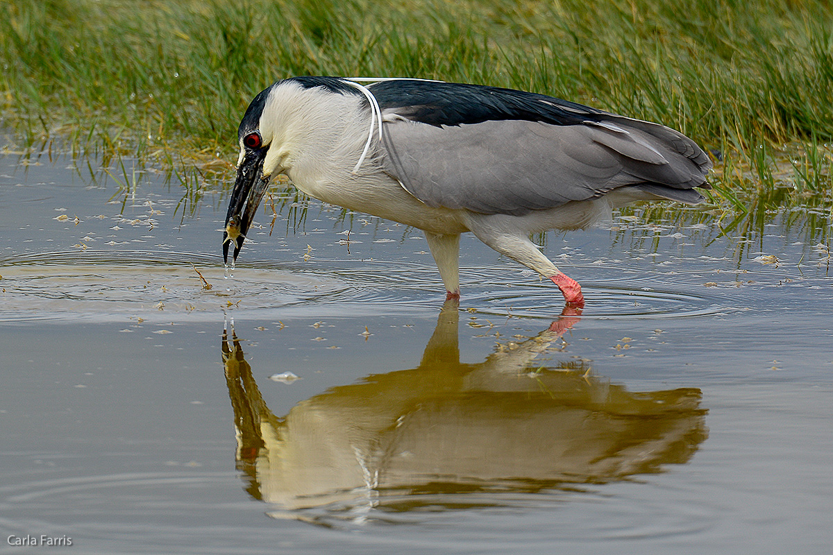 Black Crowned Night Heron 