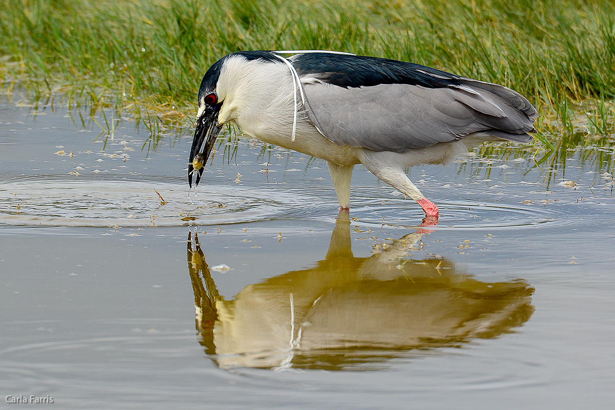 Black Crowned Night Heron 