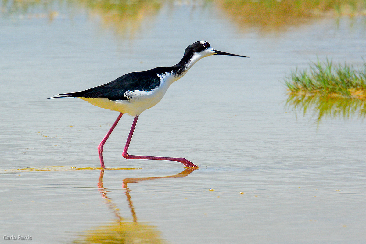 Hawaiian Stilt