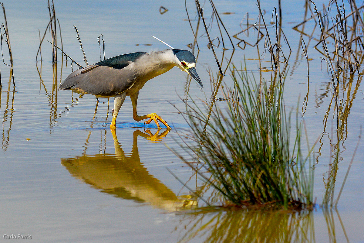 Black Crowned Night Heron 