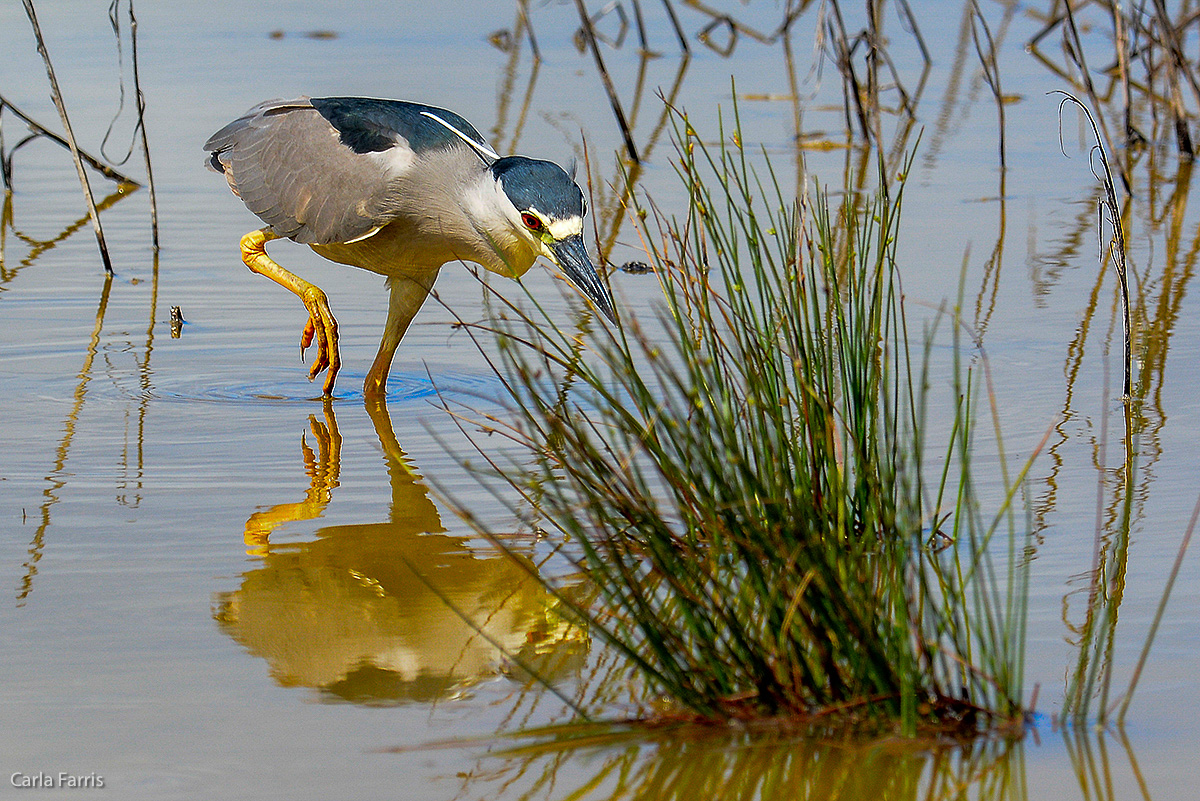 Black Crowned Night Heron 