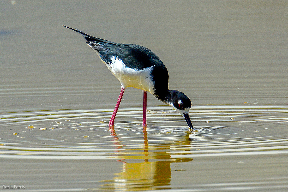 Hawaiian Stilt