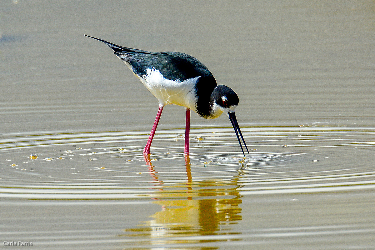 Hawaiian Stilt