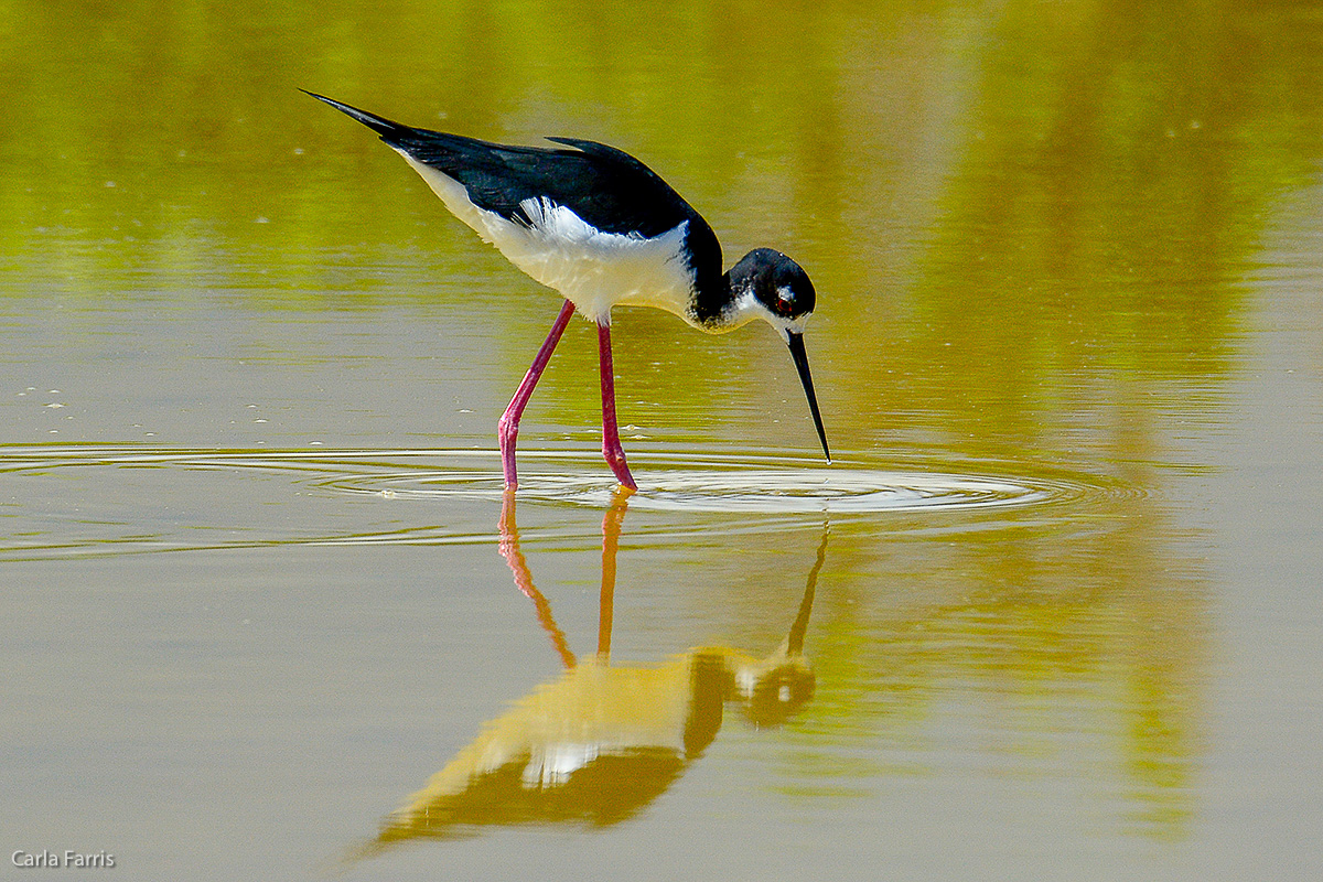 Hawaiian Stilt