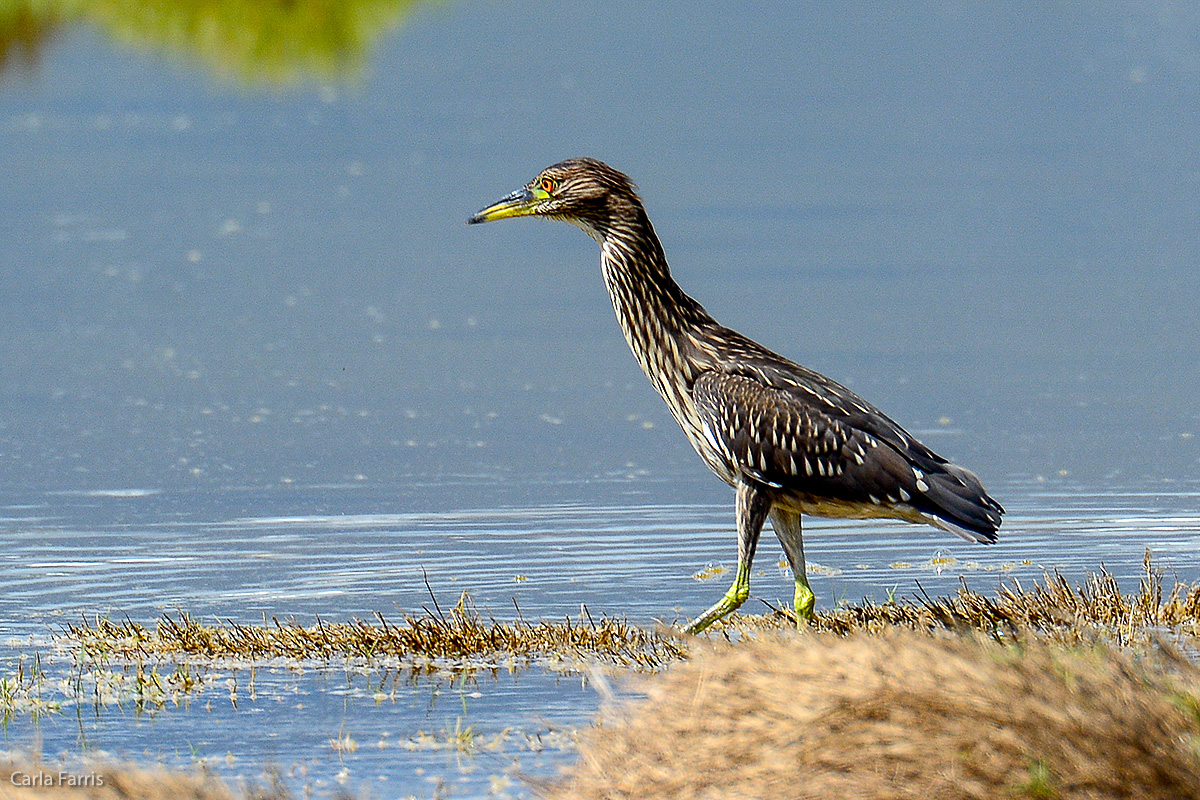 Black Crowned Night Heron 