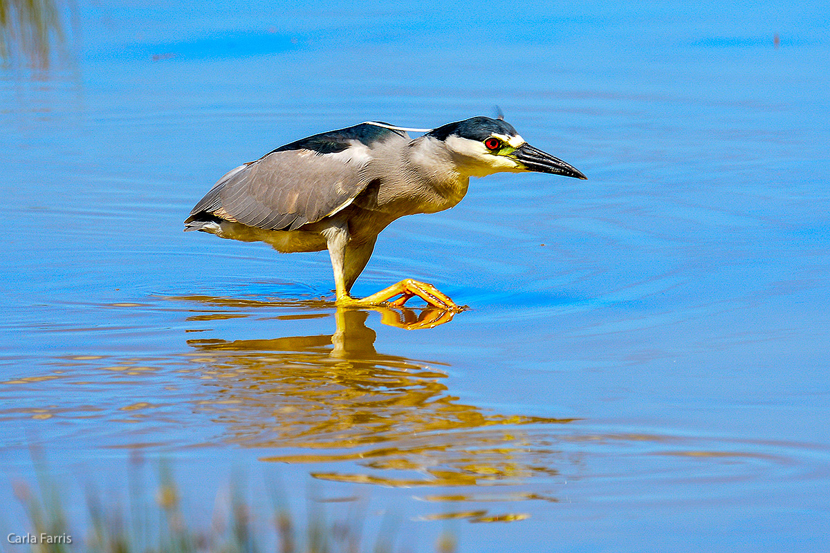 Black Crowned Night Heron 